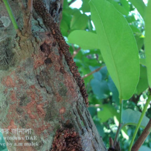 জামরুলের কান্ড ছিদ্রকারি পোকা