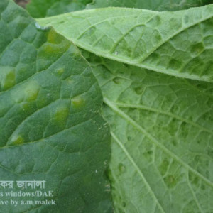 বাঙ্গির ডাউনি মিলডিউ রোগ