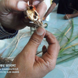 আখের গোড়ার মাজরা পোকা