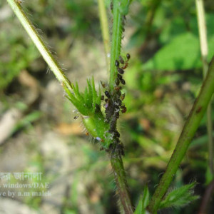 মাসকলাইয়ের জাবপোকা বা এফিড
