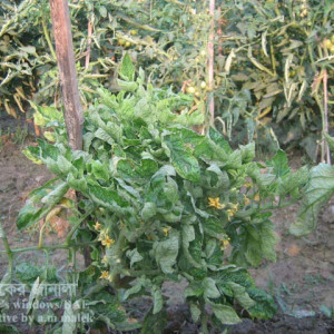 টমেটোর বুশি স্টান্ট রোগ