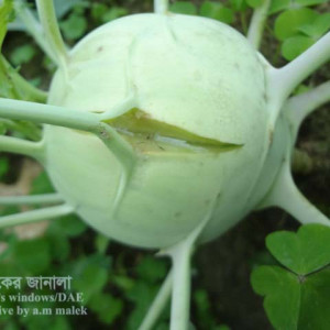 ওলকপি ফেটে যাওয়া সমস্যা