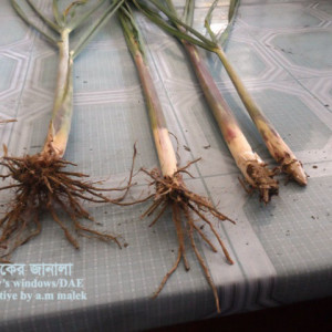 আখের গোড়ার মাজরা পোকা